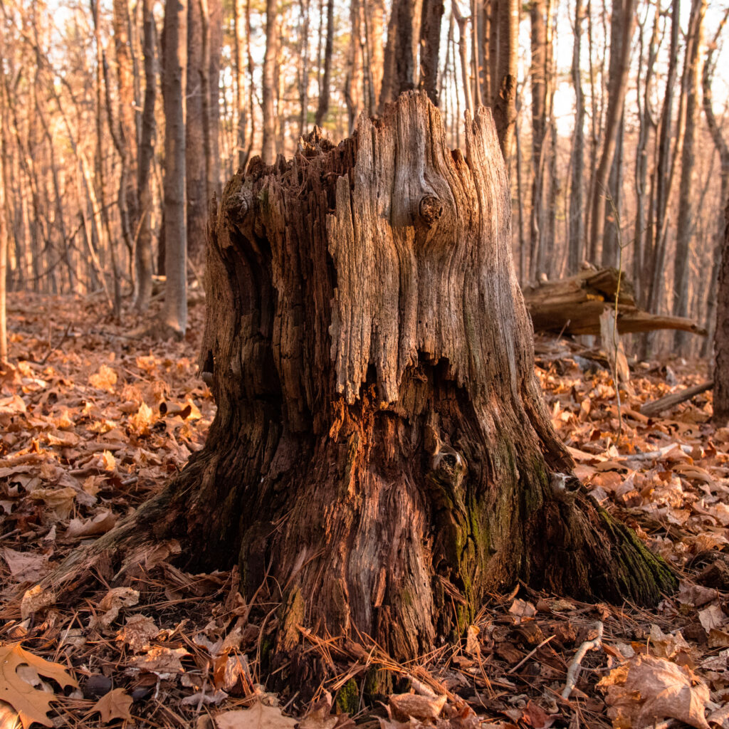 A reassuring stump