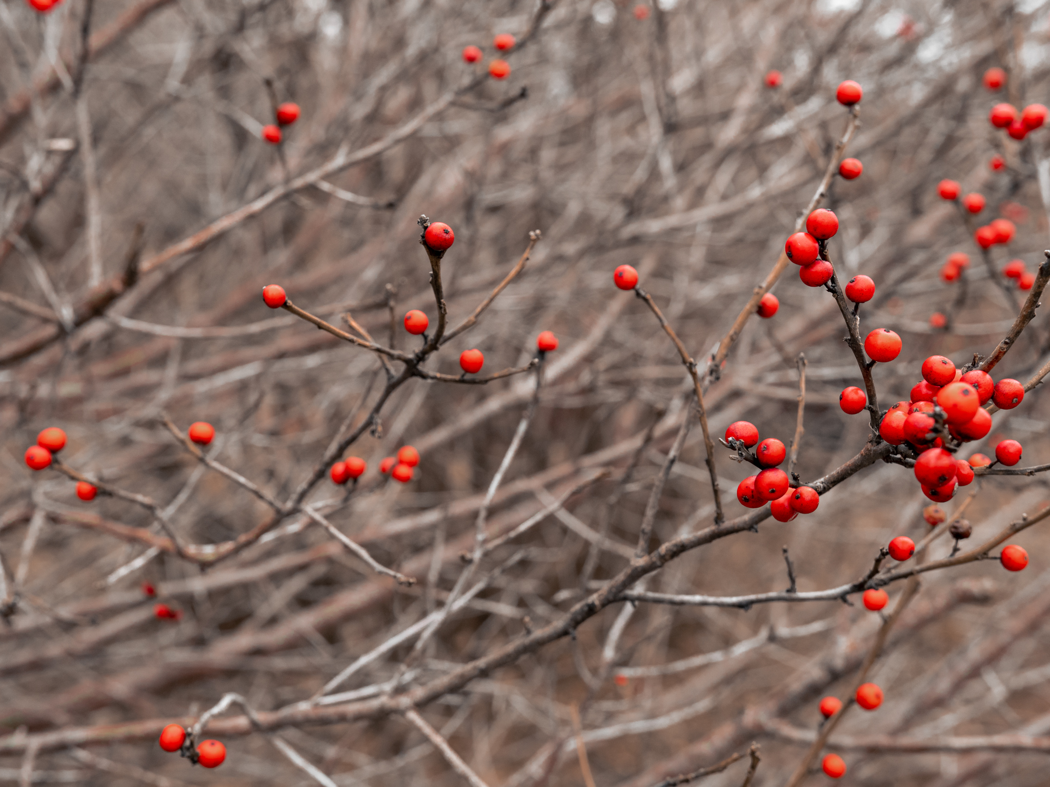 Chokeberries