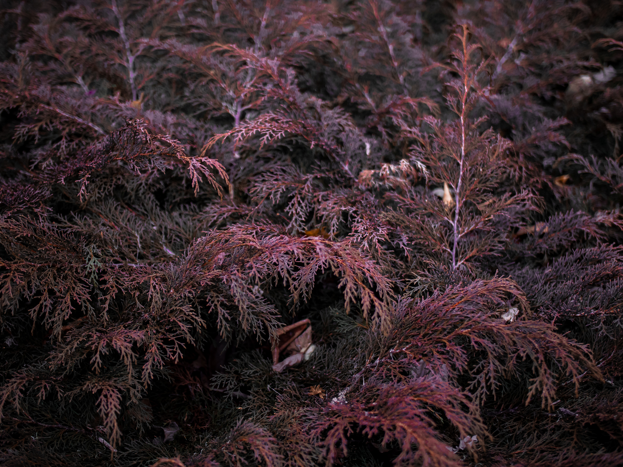 Fir tree leavings.