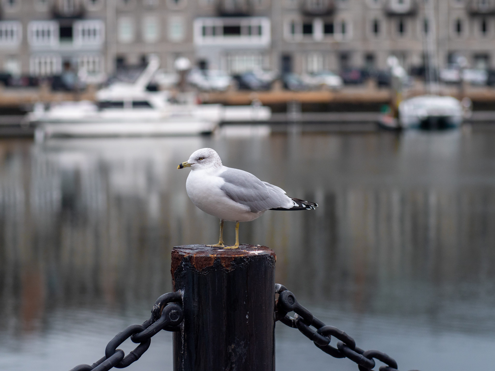 Seagull